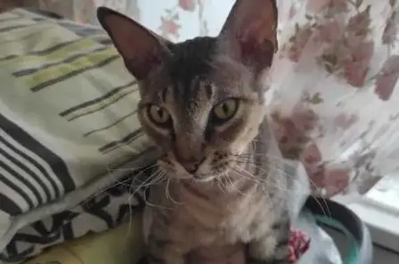 Пропал кот Гордей, Гончарова 21, Уфа