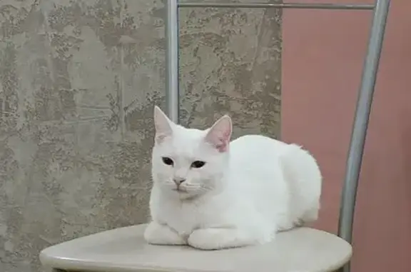 Пропала белая кошка, ул. Железнодорожников, 30