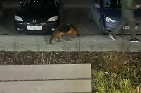 Найдена собака, Челябинск, фото: Собака найдена: ул. Макеева, 36, Челябинск