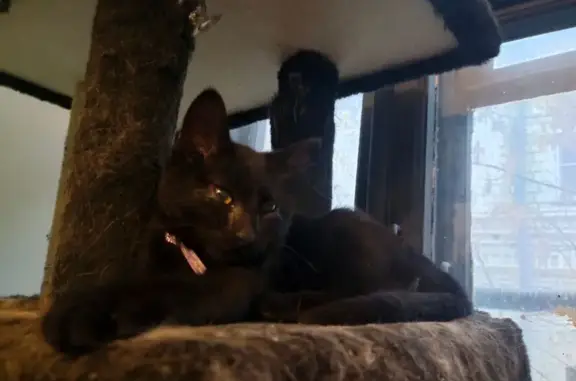 Кошки потеряшки, Москва, фото: Потеряшка черная кошка, Большой Сухаревский 21с6