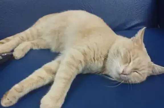 Найдена кошка, Саратов, фото: Кошка найдена: Московская ул., Саратов