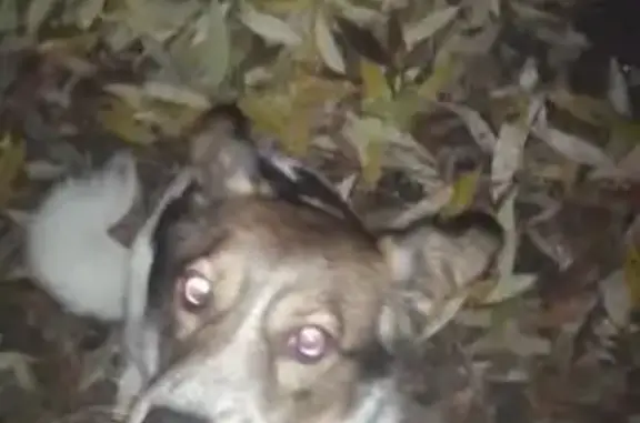 Найдена собака, Челябинск, фото: Найдена собака, ул. Сулимова, Челябинск