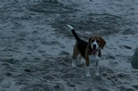 Найдена собака, Зеленоградск, фото: Бигль найден на аллее Дружбы, Зеленоградск