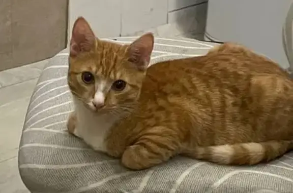 Кошки потеряшки, Абакан, фото: Потеряшка кошка, ул. Крылова, 79, Абакан