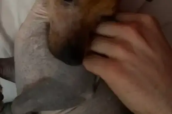 Собаки потеряшки, Екатеринбург, фото: Потеряшка собака, пр. Ленина 15, Екатеринбург