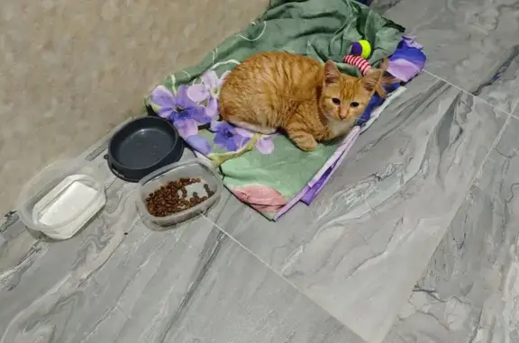 Найдена кошка: Ярославль, 3-я Жилая, 11