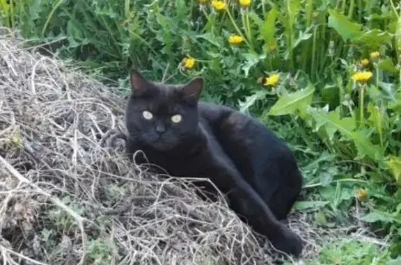 Пропала кошка, 8-й Чукотский пер., 2