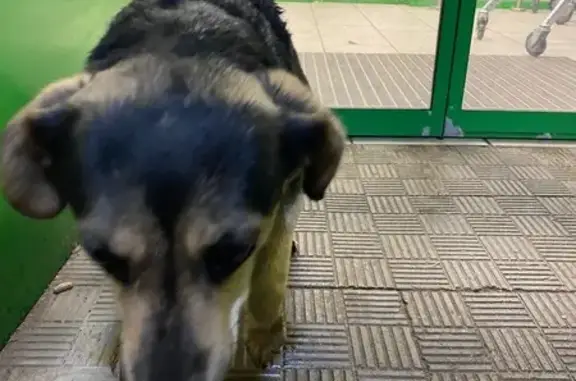 Пропала собака, ул. Фучика, Казань