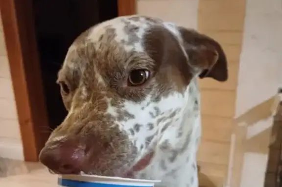 Собаки потеряшки, Агалатово, фото: Потеряшка собака, Приозерское ш. 49