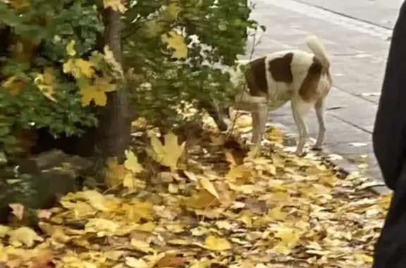 Пропала собака, Лесная ул., Москва