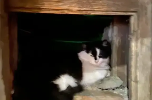 Найдена кошка, Ростов-на-Дону, фото: Найдена кошка у ветеринарной на Университетском, 123