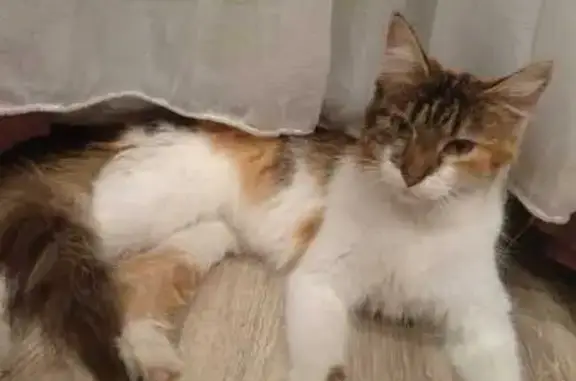 Найдена кошка, Кемеровская область, фото: Красивая кошка найдена в Байдаевке, Новокузнецк