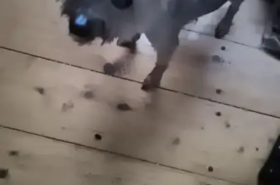 Найдена собака, Нахабино, фото: Найдена собака, Йошкар Новая, 2, Нахабино