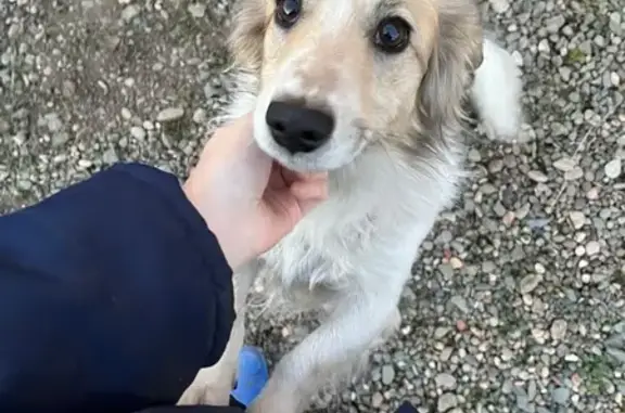 Собаки потеряшки, Республика Хакасия, фото: Потеряшка собака, Чапаево, Хакасия