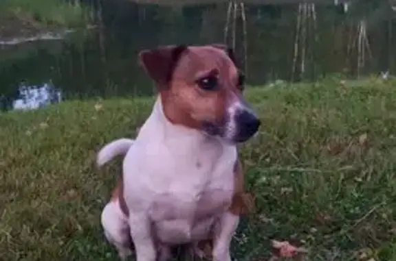 Собаки потеряшки, Московская область, фото: Потеряшка собака, МО, клеймо 46Н-11979