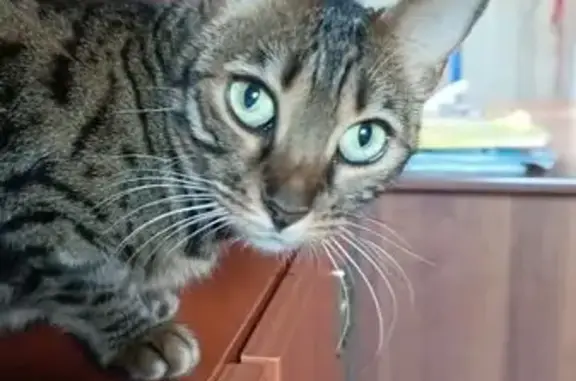 Пропала бенгальская кошка, ул. Горького, Саранск