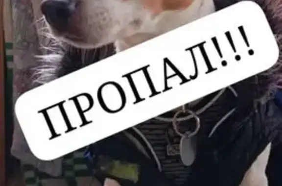 Собаки потеряшки, Краснодар, фото: Потеряшка собака, ул. Каляева 12, Краснодар