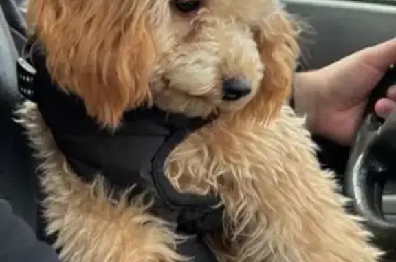 Собаки потеряшки, Касли, фото: Потеряшка собака, Лесная ул., Касли