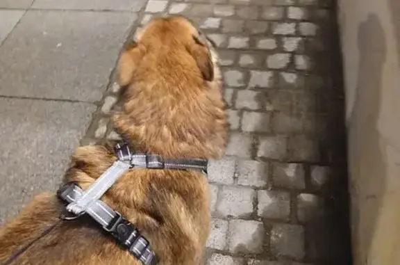 Собака найдена: наб. канала Грибоедова, 12