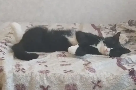 Пропала кошка, ул. Партизана Германа, 15