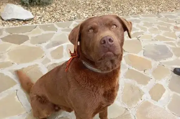 Пропала собака, Дворцы, Калужская обл.