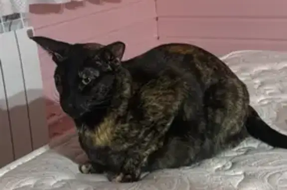 Пропала черепаховая кошка, Калужская обл.