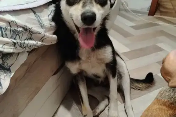 Найдена собака, Омск, ул. Путилова, 7Б