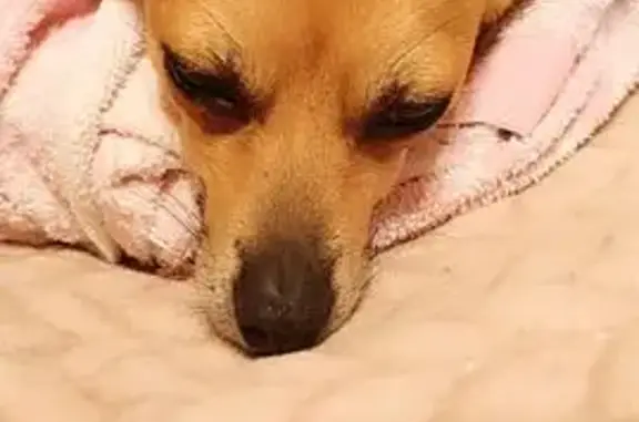 Найдена собака, , фото: Найдена собака, Магнитогорск, Челябинск