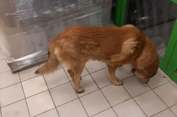 Найдена собака, Калужская область, фото: Найдена собака на Ольговке, Калуга