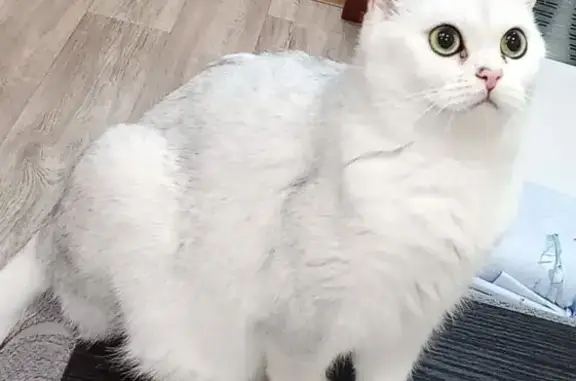 Пропал кот, Центральная ул., Печерское