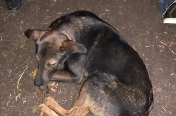 Найден кобель, Ашхабадский пер., Ростов