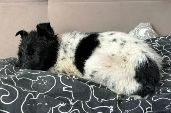 Найдена собака, Верхняя Пышма, фото: Щенок найден на ул. Чкалова, Верхняя Пышма