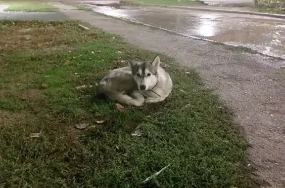 Найдена собака, Волгодонск, фото: Собака найдена: Пионерская 107, Волгодонск