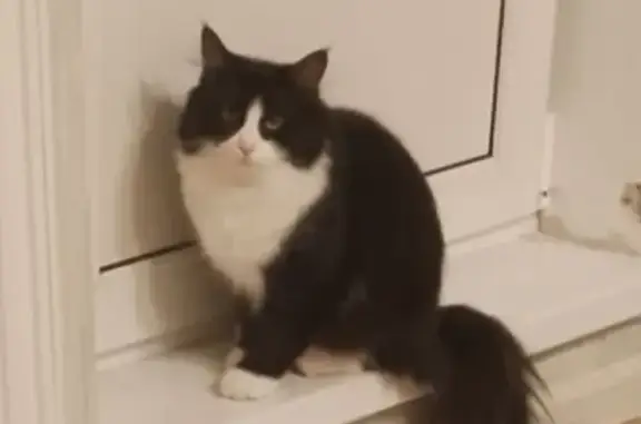 Пропала кошка, Тихоокеанская ул., Парголово