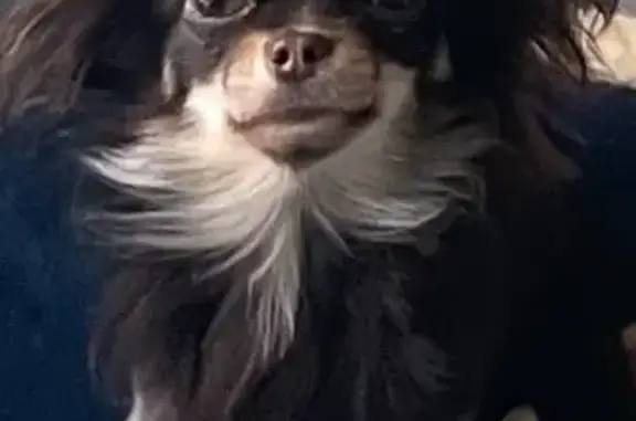 Собаки потеряшки, Москва, фото: Потеряшка чихуахуа, Духовской пер., 19, Москва