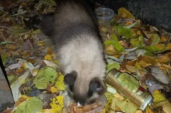 Найдена кошка, Клинская ул. 3А, Москва