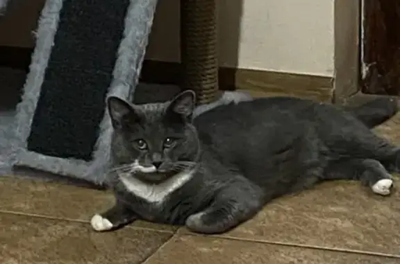 Пропала кошка, Сельская ул. 13А, Супсех