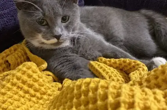 Пропала кошка, Сельская ул. 13А, Супсех