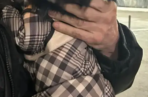 Собаки потеряшки, Екатеринбург, фото: Потеряшка собака, ул. Акад. Парина, Екб