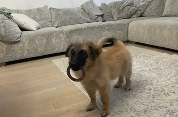 Щенок найден на Каштановой Аллее, 155