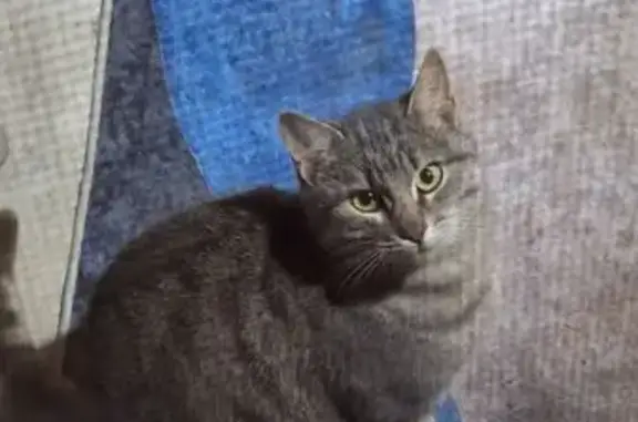 Кошка найдена: Батырева 34/7, Домодедово