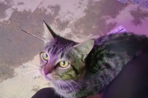 Кошка найдена в Хлевном, Липецкая обл.