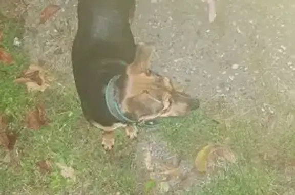 Найдена собака, Пятигорск, фото: Найдена собака, Ставропольская 44, Пятигорск