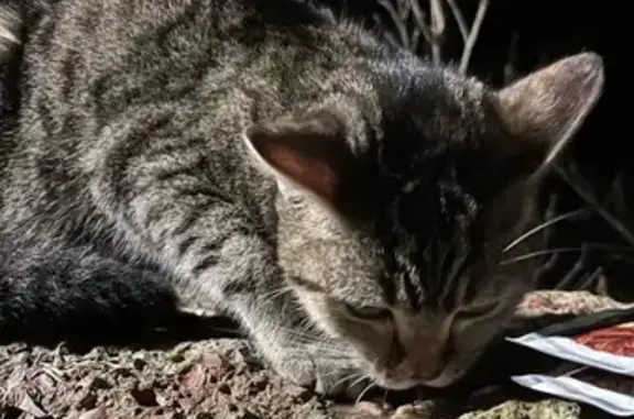 Кошка найдена, ул. Ак. Королёва, 17, Чебоксары