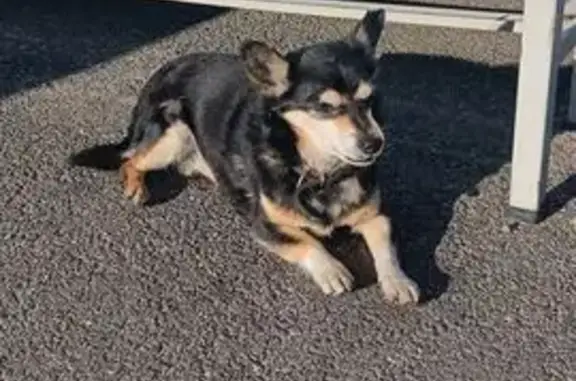 Найдена собака, , фото: Найдена собака, Введенского 3, Дружная Горка