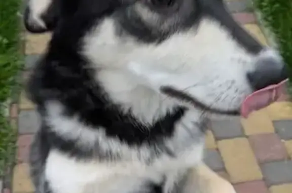 Собака найдена в Гурьевске, Калининградская обл.