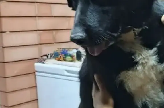 Пропала собака, Андреевская ул. 14/1