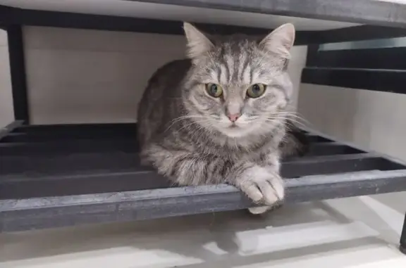 Найдена кошка, Котлас, фото: Найдена ласковая кошка, пр. Мира 10, Котлас