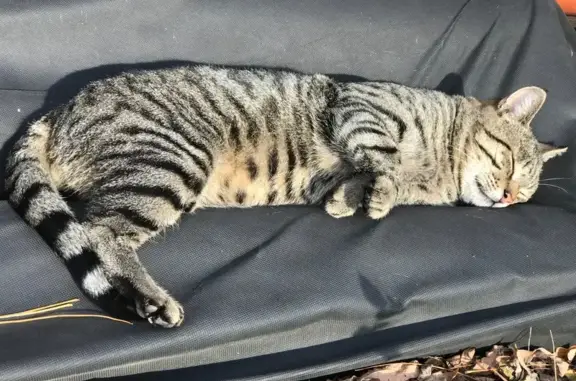 Кошки потеряшки, Ростов-на-Дону, фото: Потеряшка кошка, пр. Ленина 251, Ростов