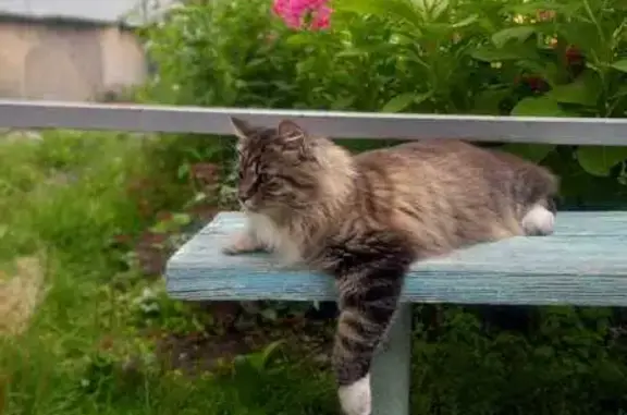 Кошки потеряшки, Петрозаводск, фото: Потеряшка кошка, Володарского 40, Птз